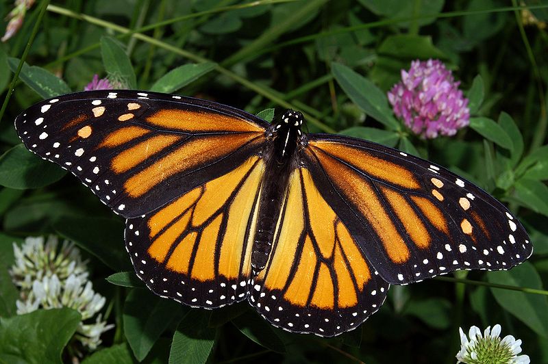 800px-Monarch_In_May