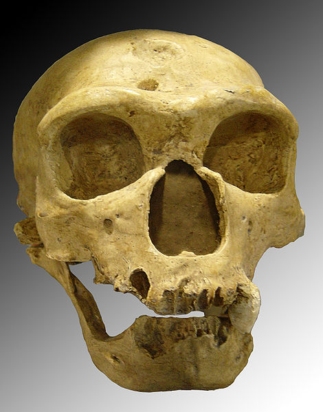 470px-Homo_sapiens_neanderthalensis