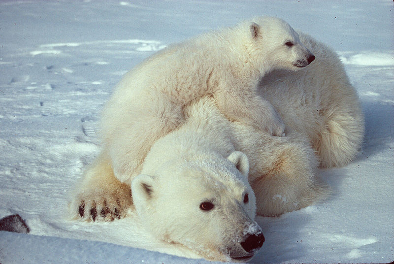 Polar_bear_with_cub_2