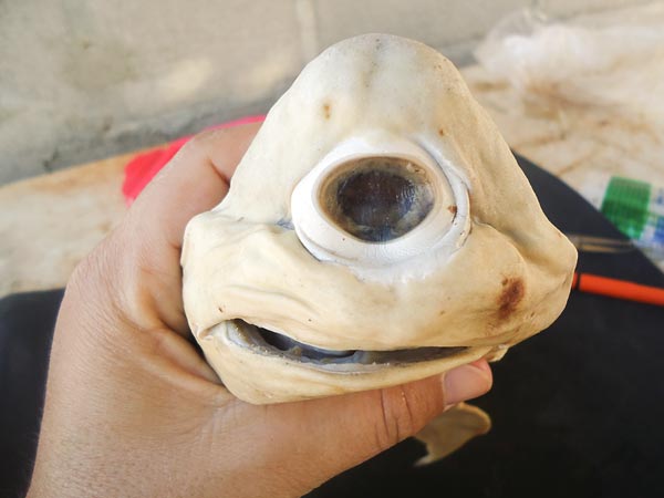 one-eyed-cyclops-shark-pup-holding-face_41775_600x450