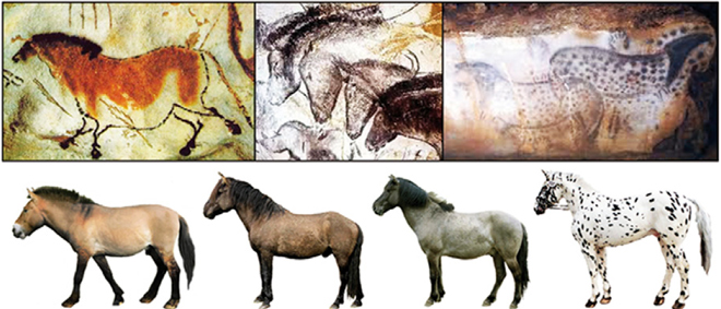 horse-cave-paintings-pnas