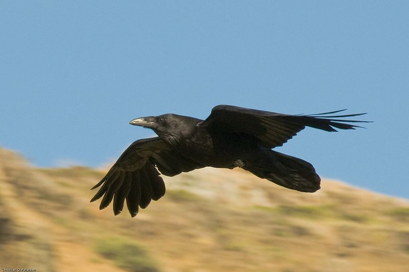 Common_Raven_in_flight