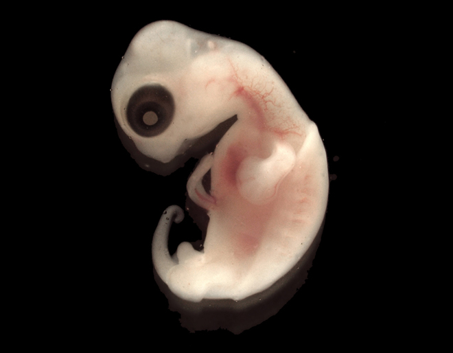 turtle-embryo-cebra-thomas-gilbert-swarthmore