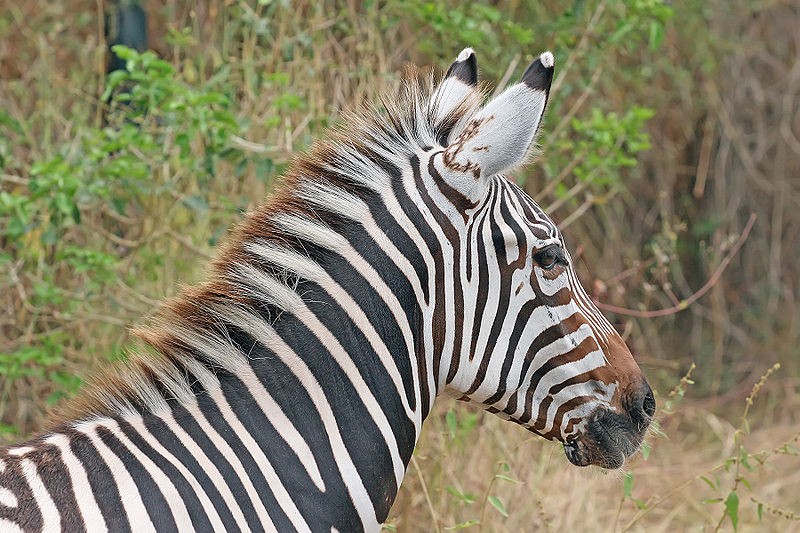 The Zebra's Stripes  California Academy of Sciences