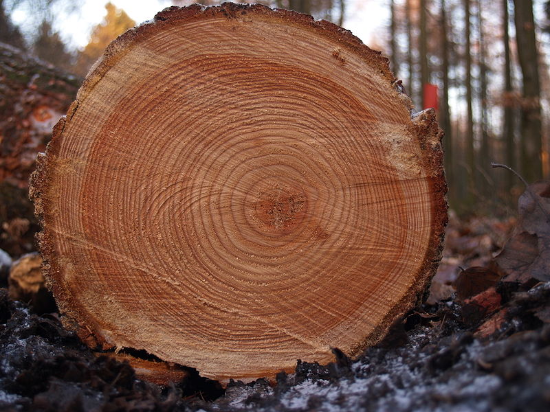 Tree ring science and music reverberate lessons on climate change