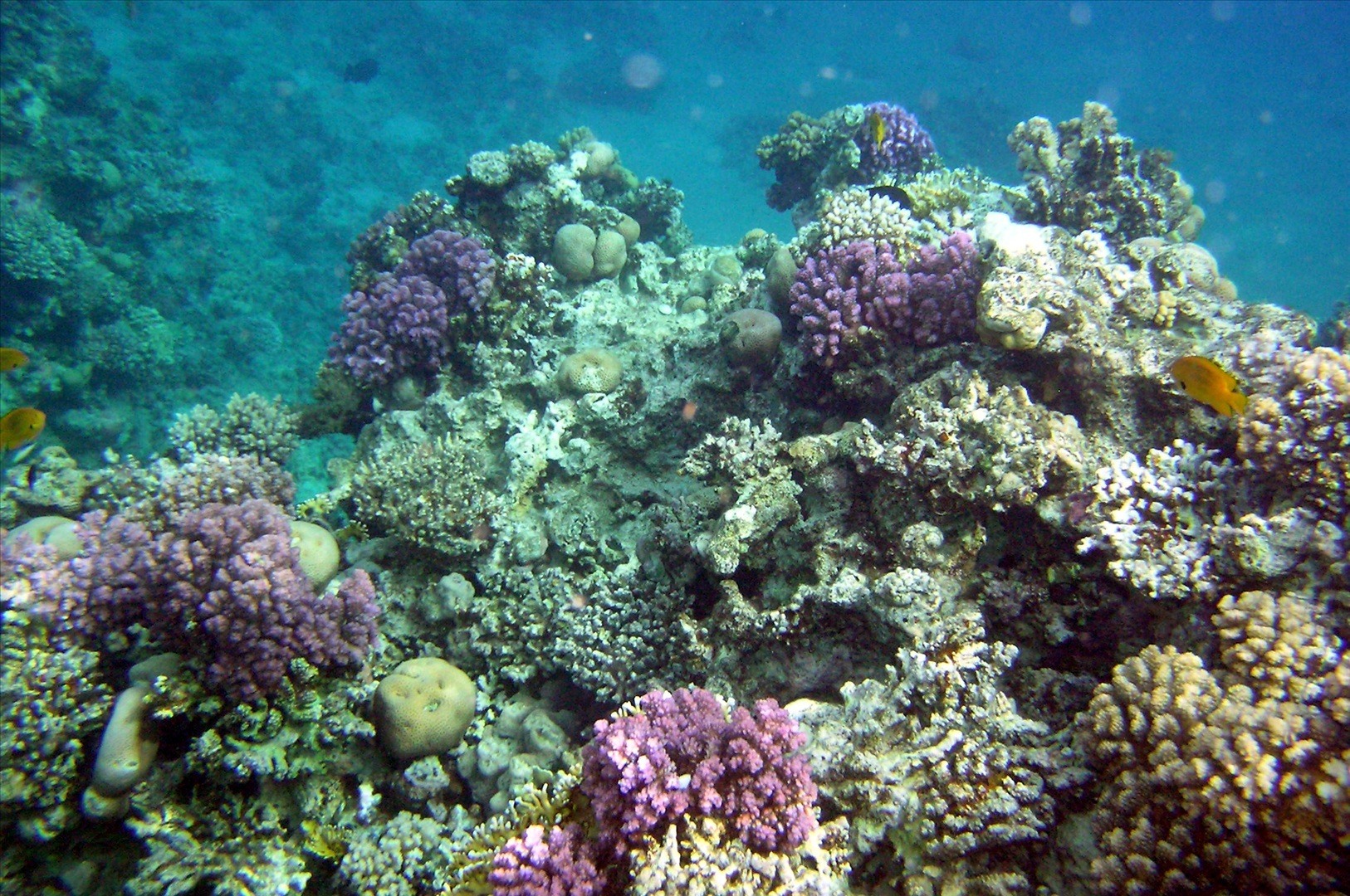 Коралловые рифы описание. Раджа Ампат кораллы. Коралловый риф Раджа-Ампат. Коралловые рифы Монерон. Коралловые острова Сейшелы.