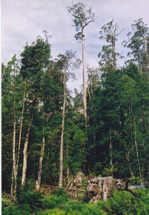 Tasmania_logging_16_Styx_a_tree_in_danger
