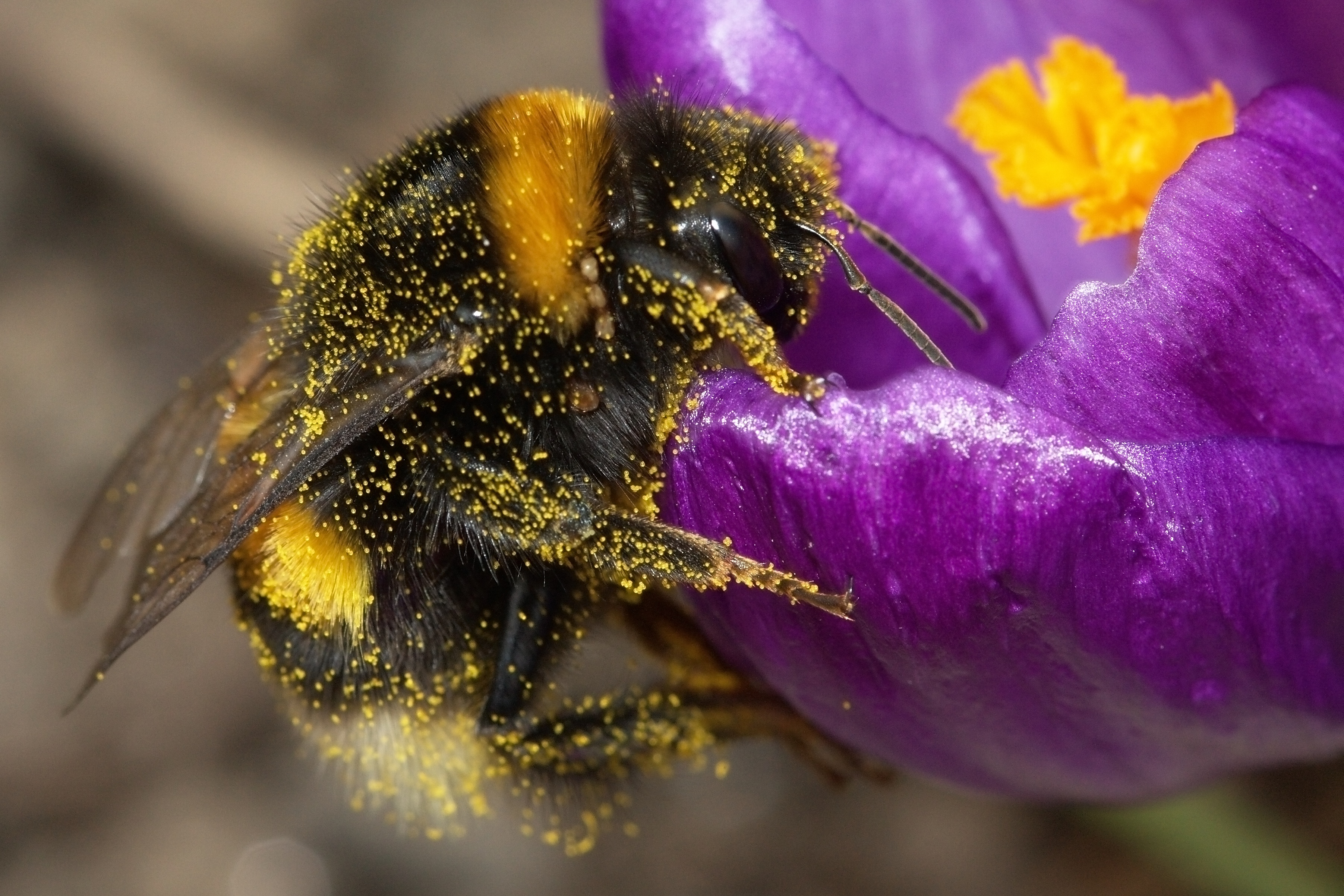 Bumblebee-2009-04-19-01