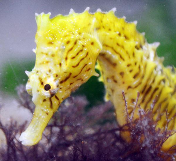 The Stealthy Seahorse | California Academy of Sciences
