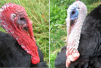 can turkeys see red light