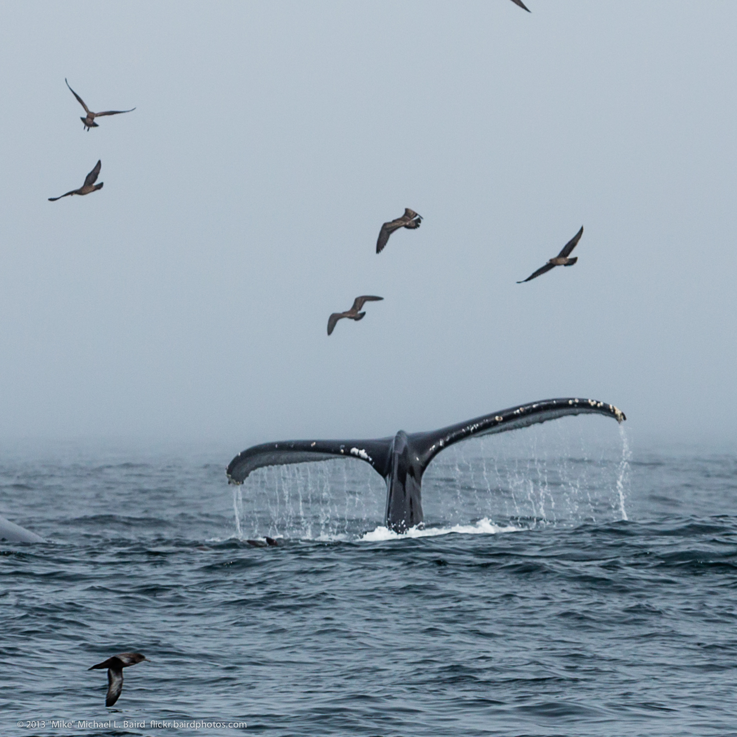 Tail Fluke on dive.  Humpback Whales, Megaptera novaeangliae, lu