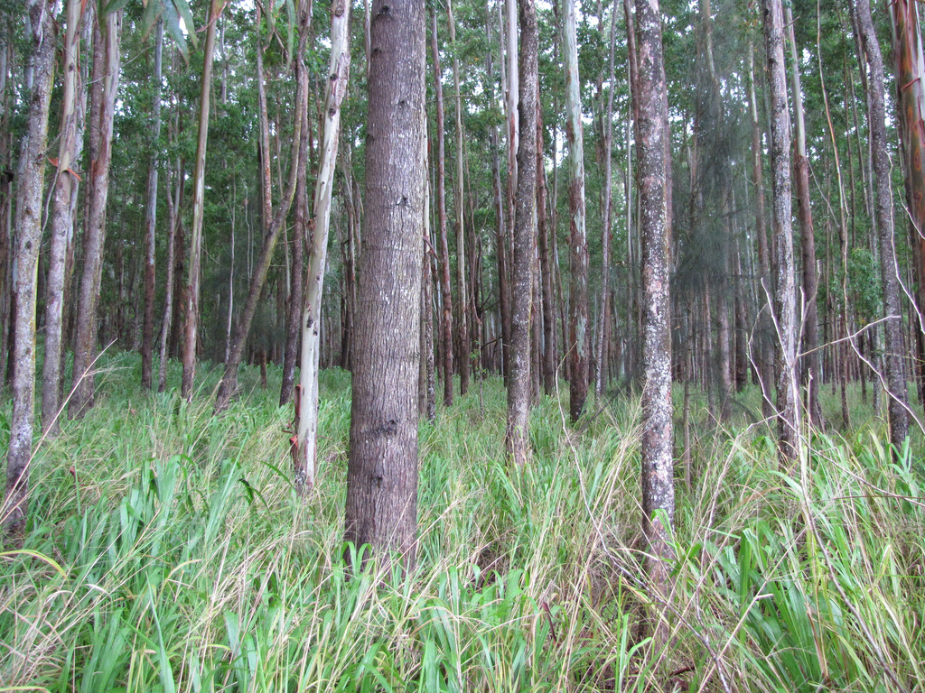 EucalyptusgrandisCCBY