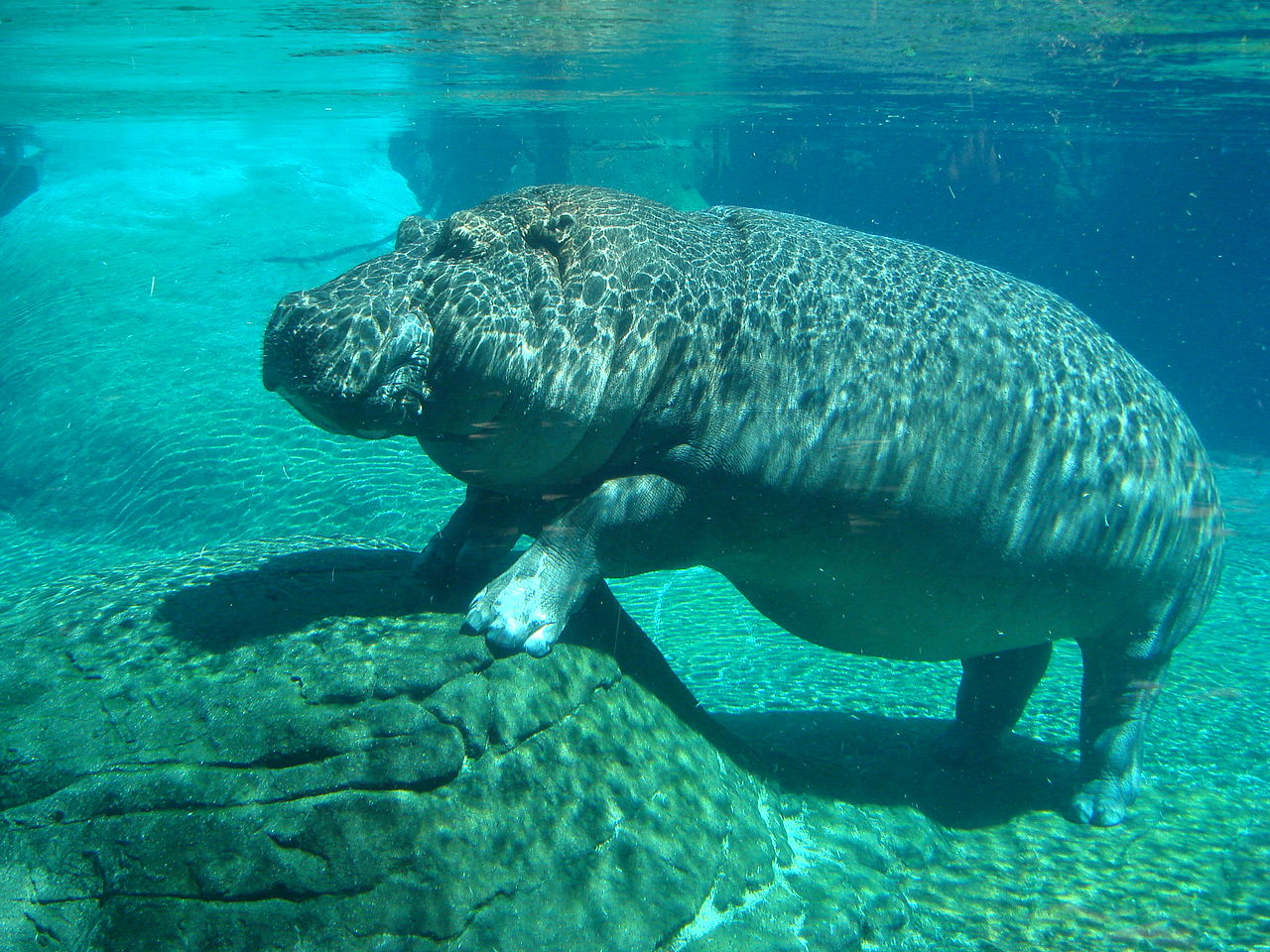 Hippopotamus_in_San_Diego_Zoo