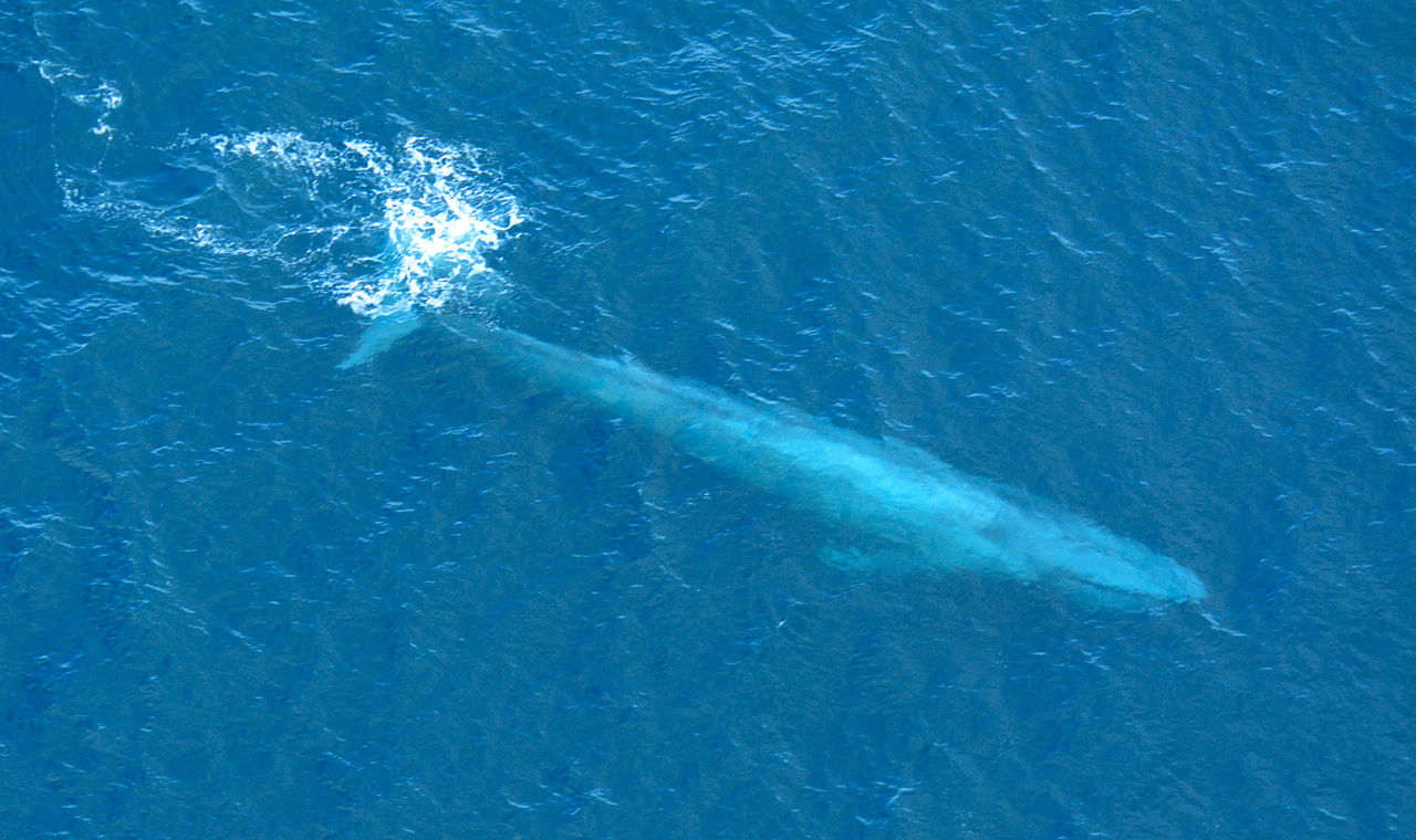 Large_Blue_Whale_Off_Southern_California_Coast_Photo_D_Ramey_Logan