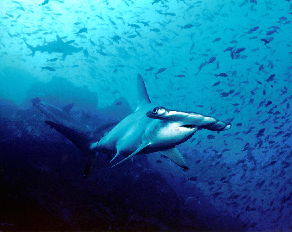 Hammerhead_shark,_Cocos_Island,_Costa_Rica