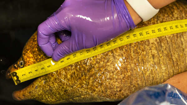 Veterinarian measures a moray eel with a tape measure during an exam.