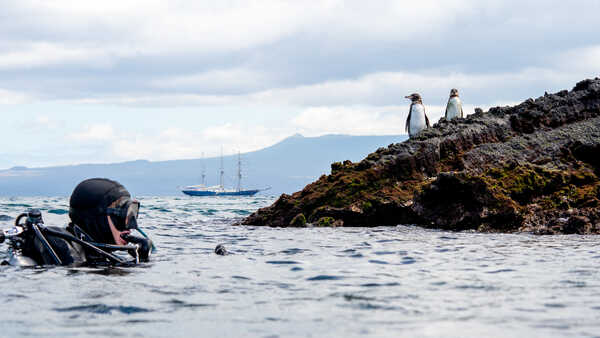 A diver bobs in the water while two penguins stand on a rocky outcrop; three-masted ship sits still in the background. 