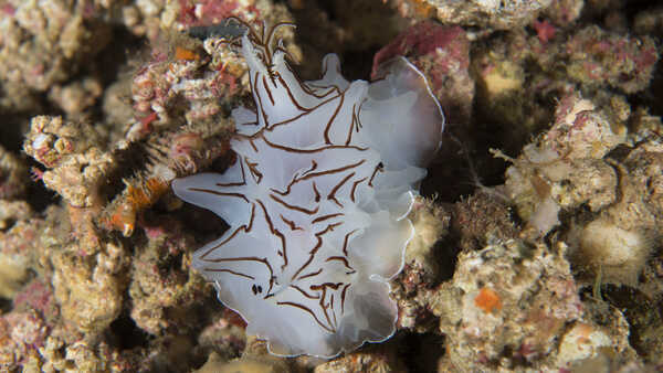 Halgerda mesophotica, a sea slug, sits atop stony coral. it is white and semi translucent with black and brown stripes. 