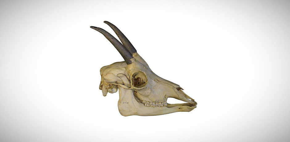 antelope skull