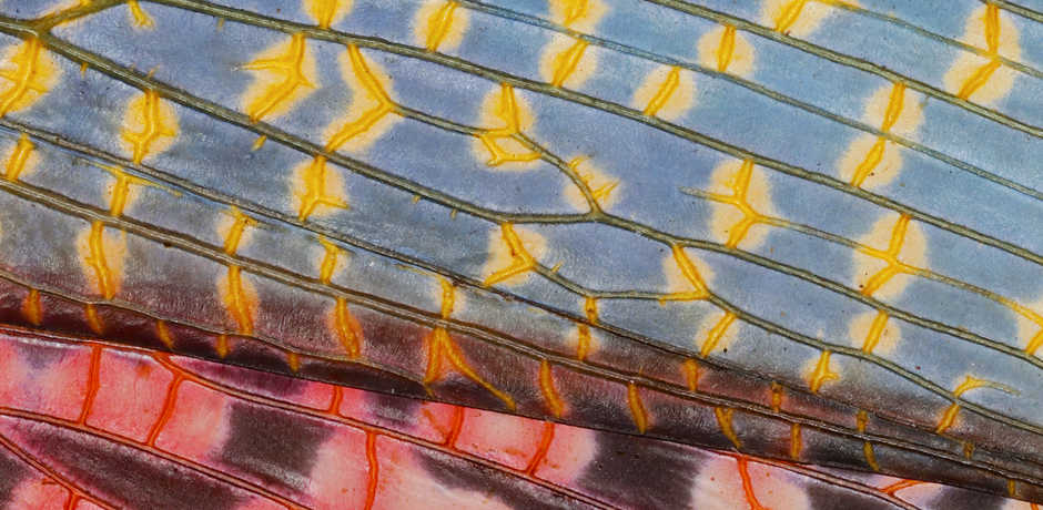 A highly detailed closeup of a colorful grasshopper wing 