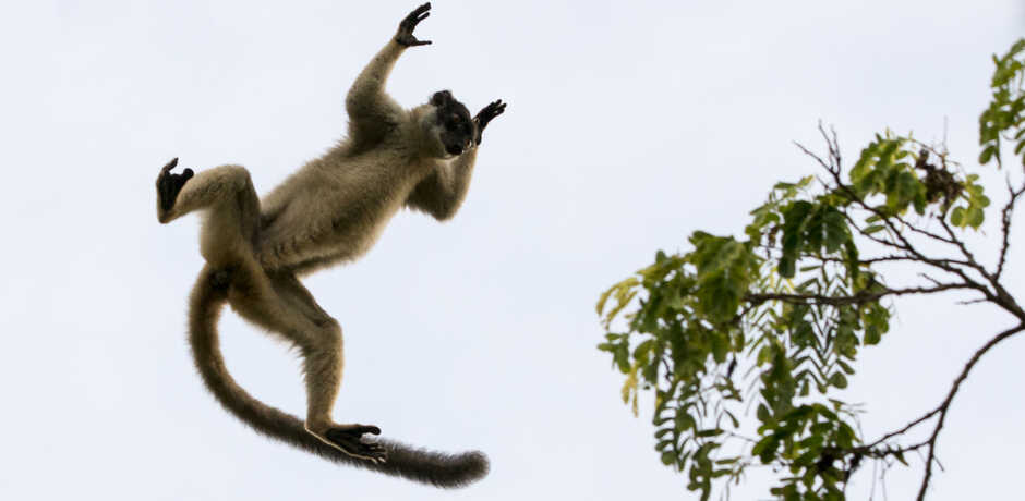 Lemur leaping in midair onto a tree in Madagascar. Photo by Louise Jasper