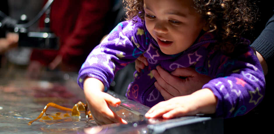 Girl touching kelp in the Academy's discovery tidepool touch tank