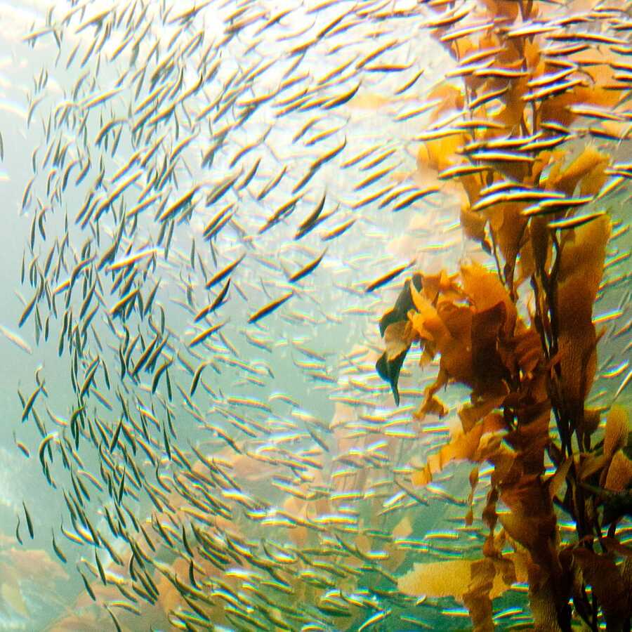 Take a Virtual Dive in a Kelp Forest | California Academy of Sciences