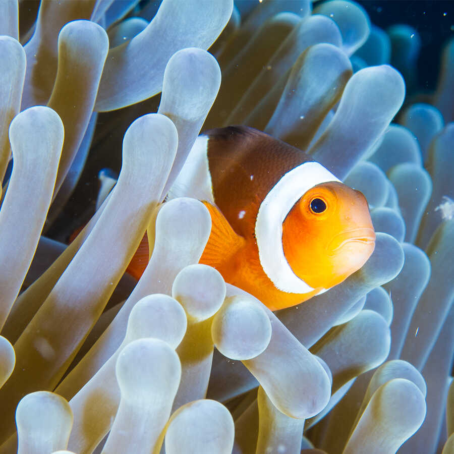 https://www.calacademy.org/sites/default/files/styles/automatic_square_900px/public/assets/images/KW_IMAGES_DO_NOT_USE/clown_fish_mg_3676-edit-2.jpg?itok=9qn1aprO
