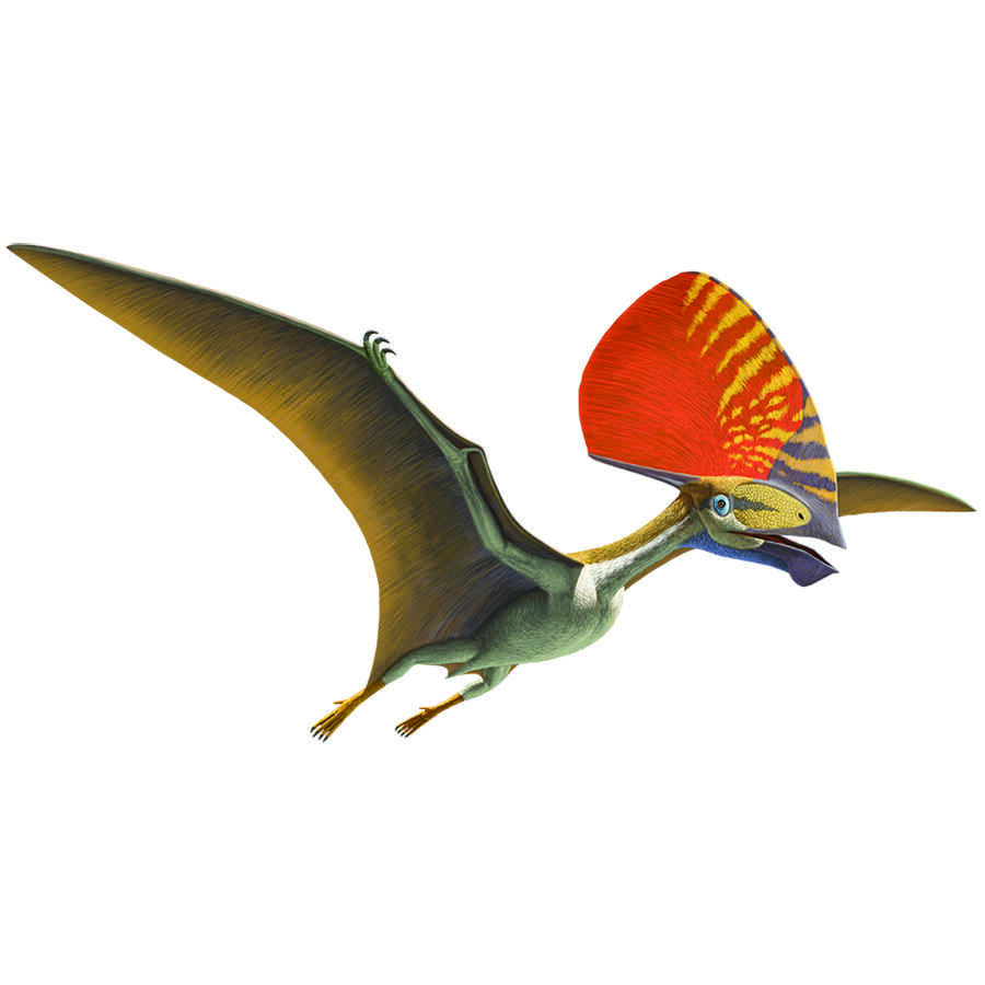 On the Size and Flight Diversity of Giant Pterosaurs, the Use of