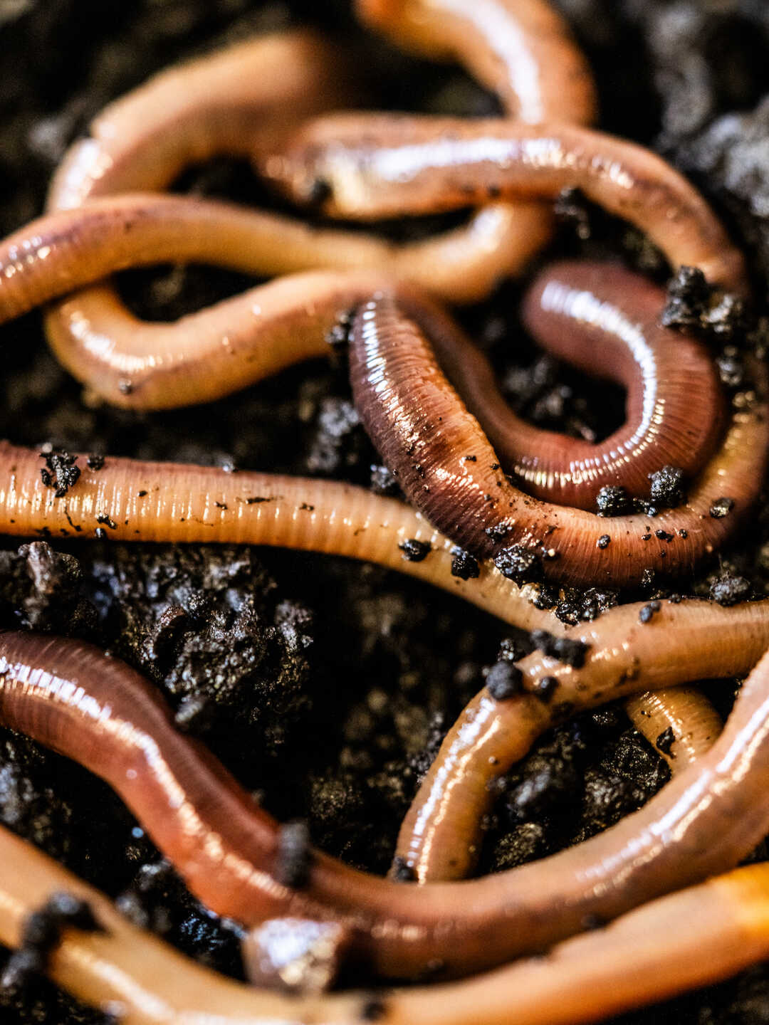 Live worms in soil. 