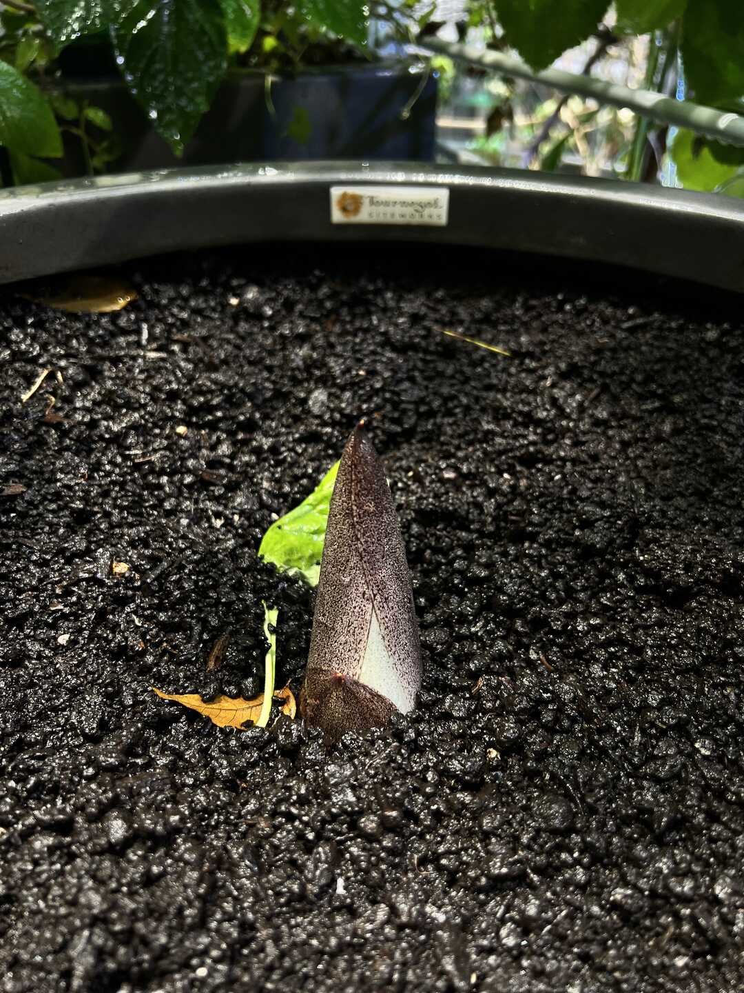 Mirage the corpse flower starting to bud