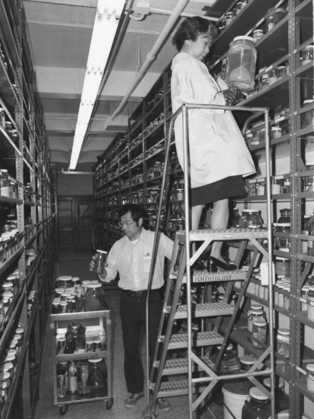 Pearl Sonoda stands atop a ladder in the fish collections aisles, holding a jar full of speccimens and wearing a white lab coat. Her colleague Tomio Iwamoto stands on the ground beneath her. 