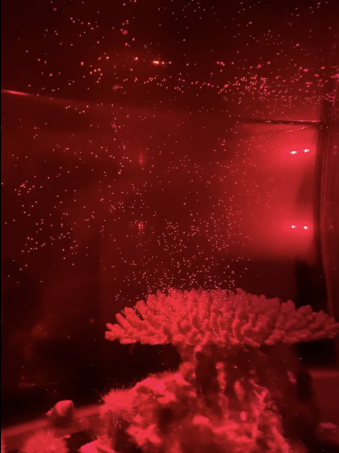 An Acropora coral releases gametes into the water column in the Academy’s Coral Regeneration Lab.