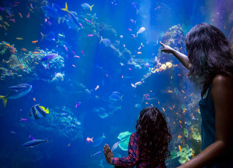 Steinhart Aquarium  California Academy of Sciences