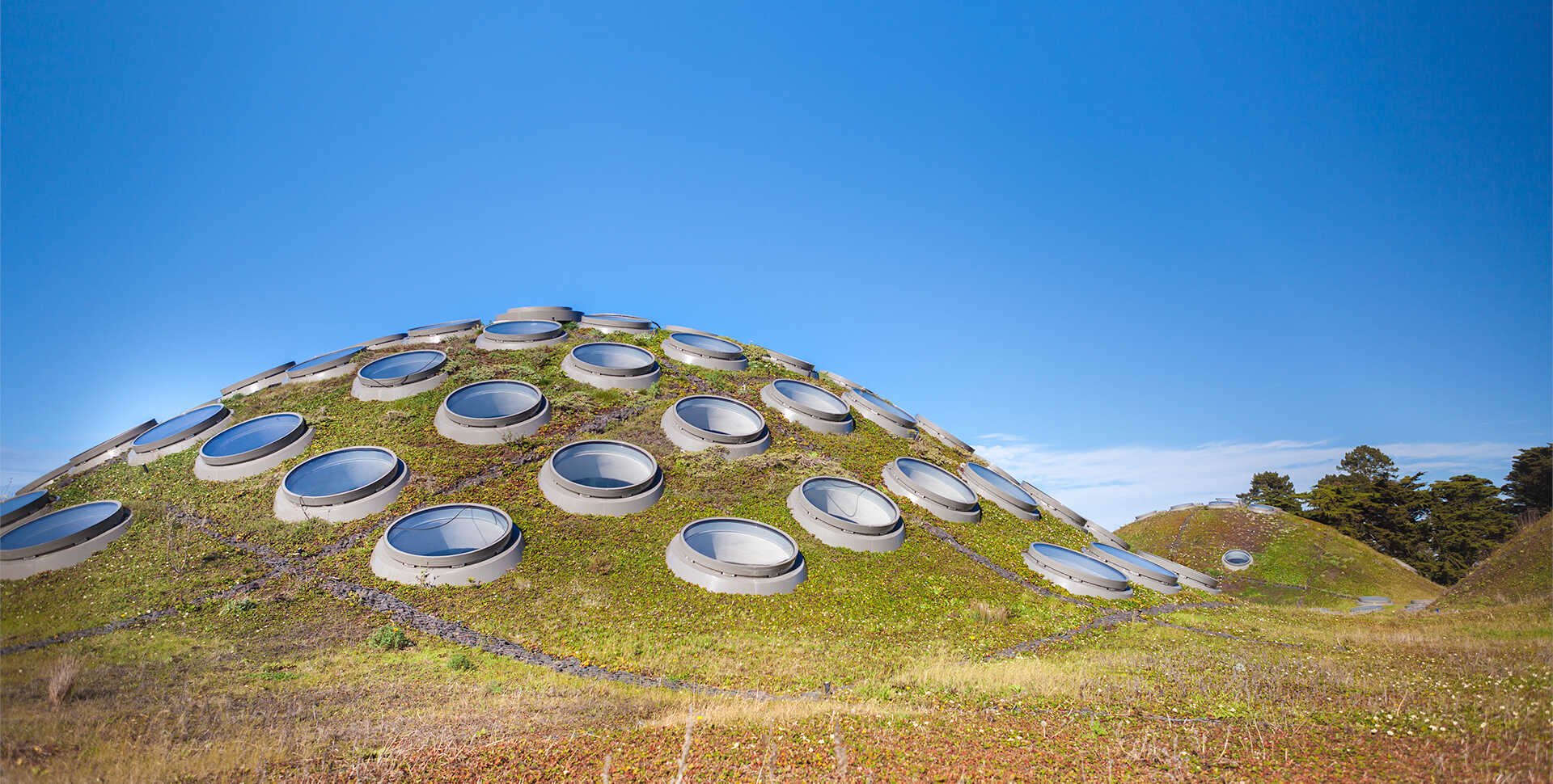 The Living Roof
