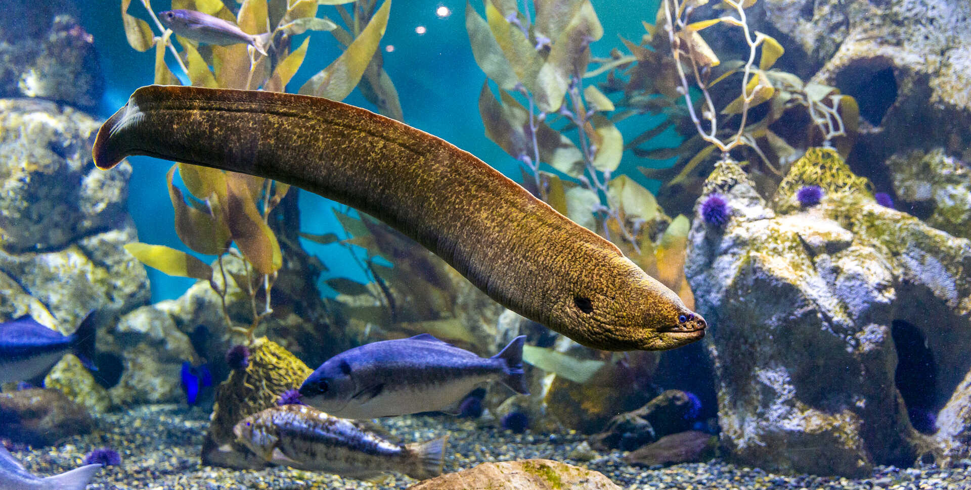 moray eel swims freely in its habitat at California Academy of Sciences