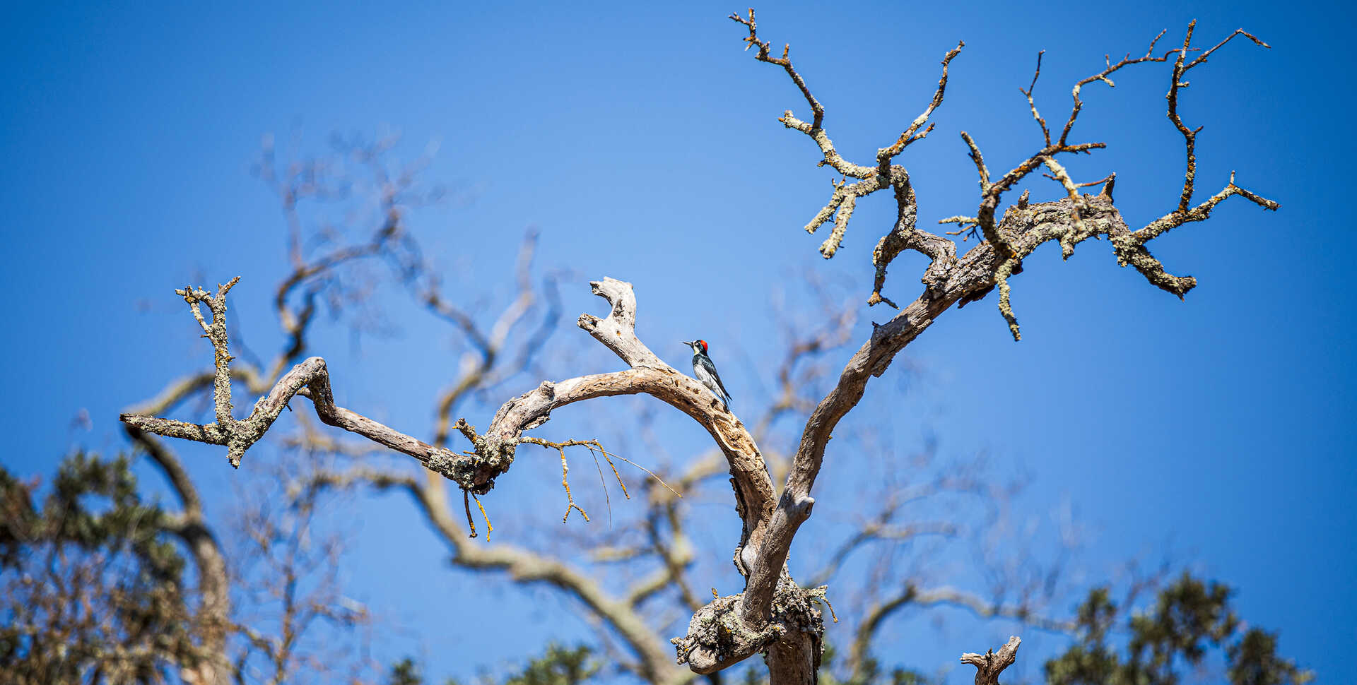 A small bird is pictured perching on a branch, offset against a bright blue sky. 
