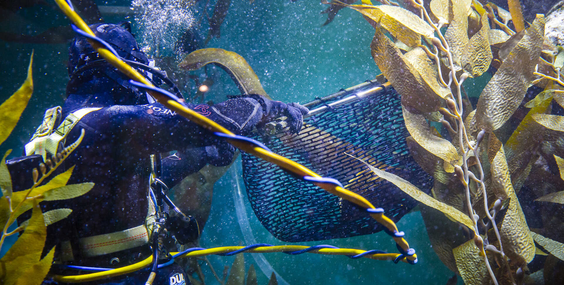 An Academy diver places a moray eel in a net for its veterinary exam