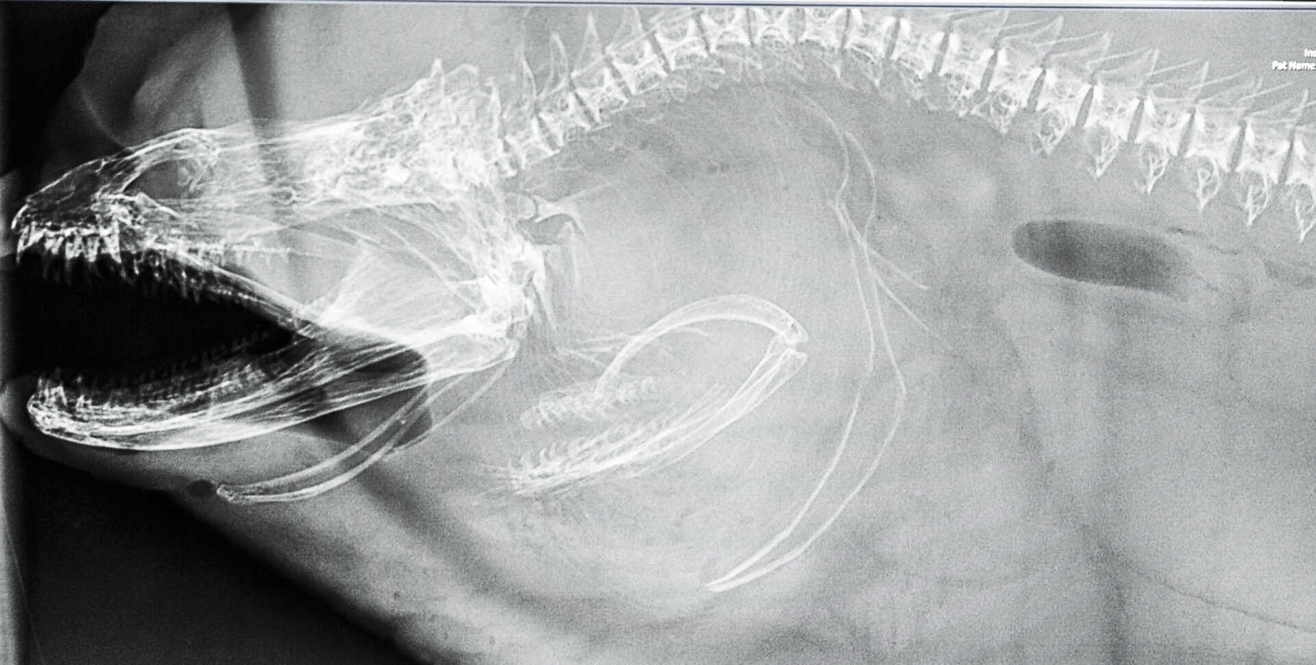 Eel x-ray shows second set of jaws slightly lower and to the right of the front jaws and teeth.