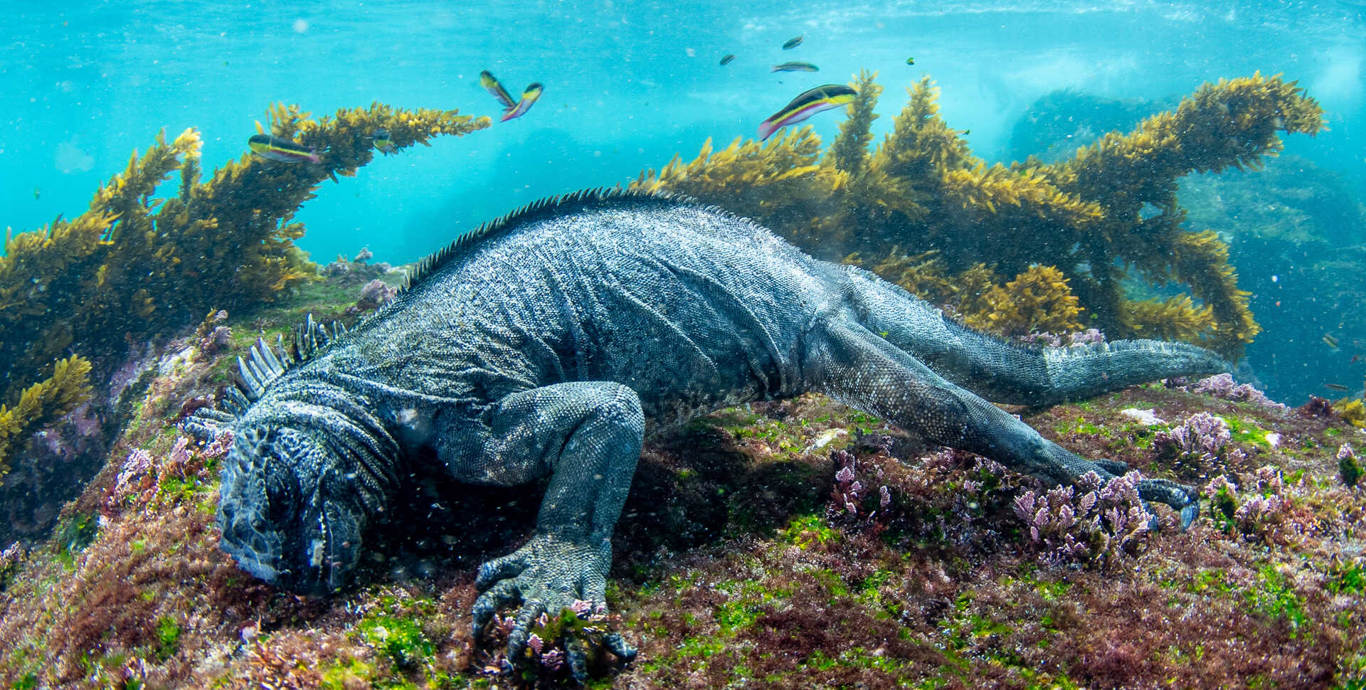 A marine iguana grabs onto algae-covered rock underwater in the Galapagos. 