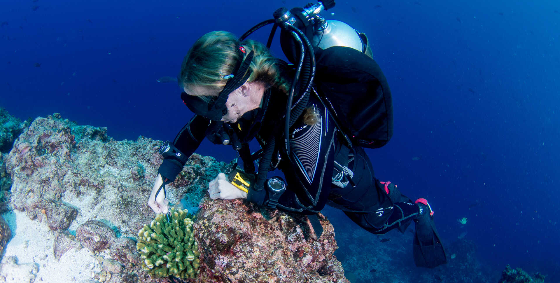 Rebecca Albright in scuba diving gear pulls a coral sample from a rocky outcrop.