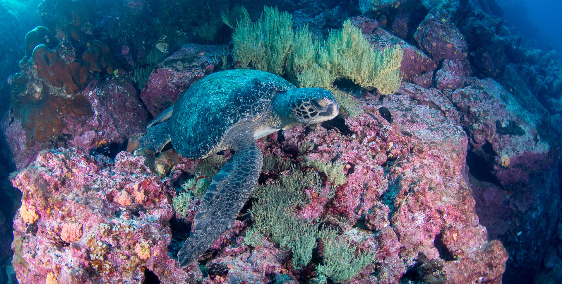A turtle hovers over a rocky outcrop with coral on top. 