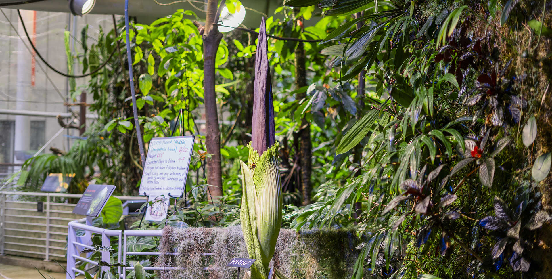 Mirage the corpse flower in Osher Rainforest at the Academy