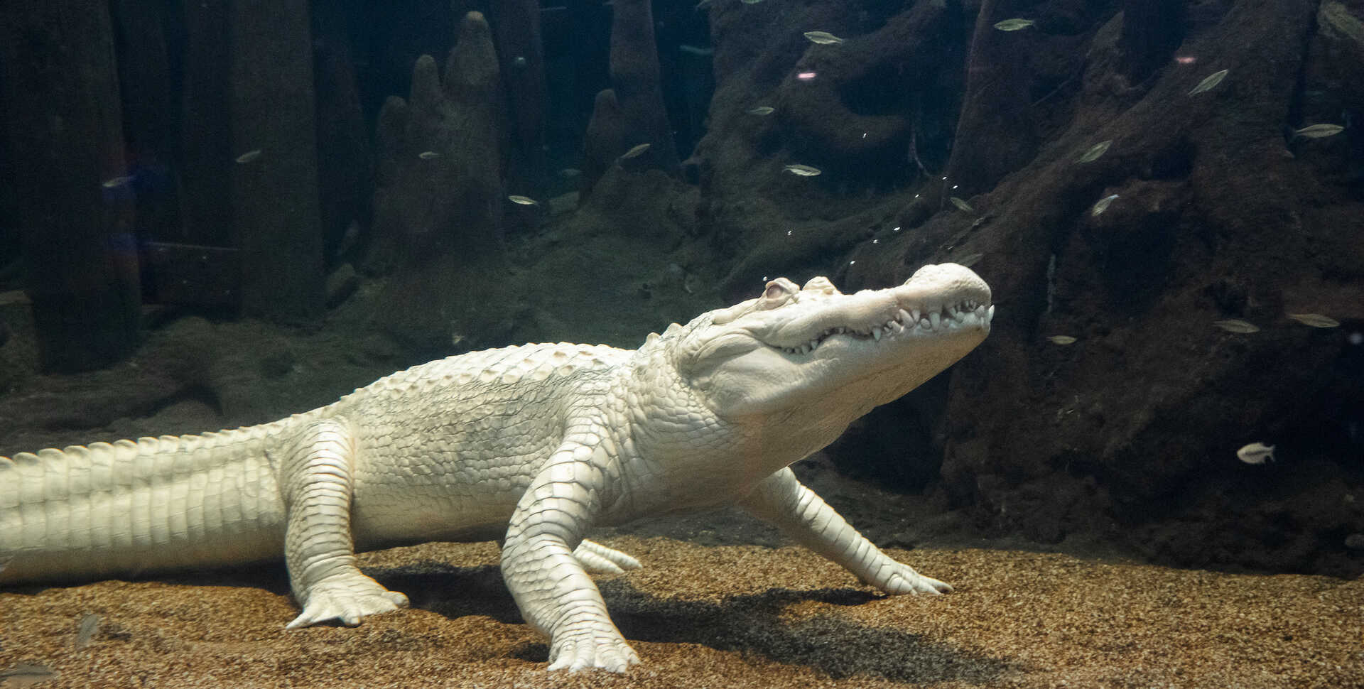 Claude the alligator chills out underwater