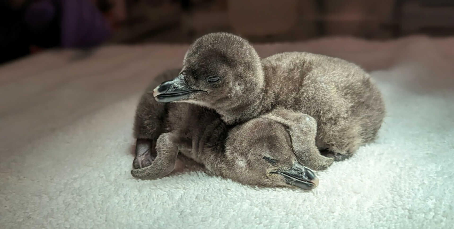 Tiny African penguin chicks Ignatz and Lazola cuddle up together behind the scenes at the Academy