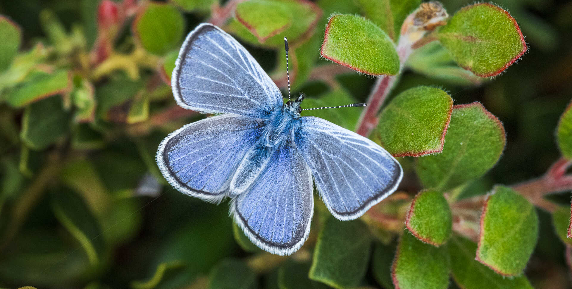 Closeup of a silvery blue butterfly with wings outstretched on a plant. Photo by Gayle Laird