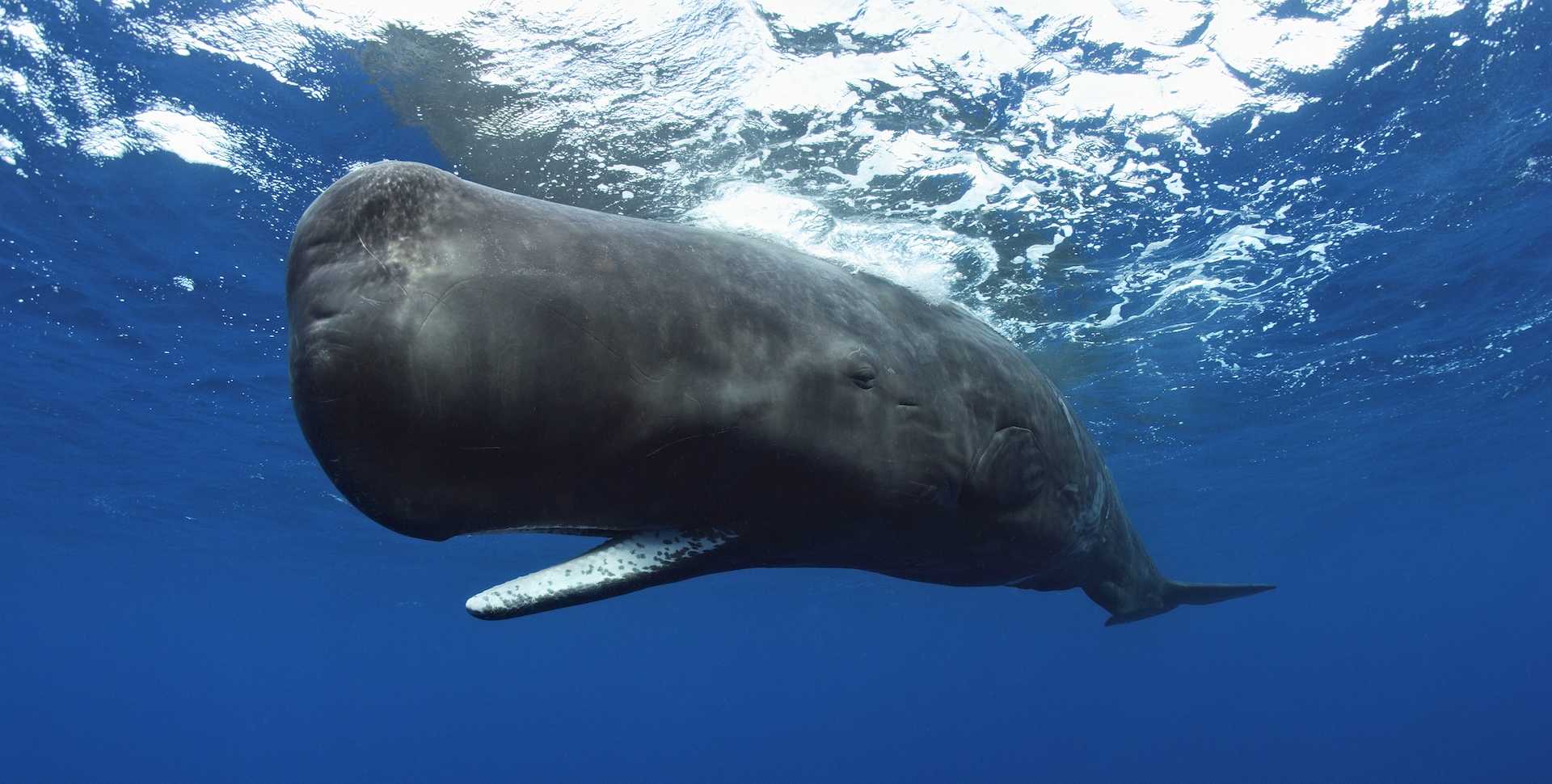 Photo of sperm whale from the Whales exhibit 