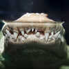 Close-up shot of Claude the Academy's alligator with albinism giving a toothy grin