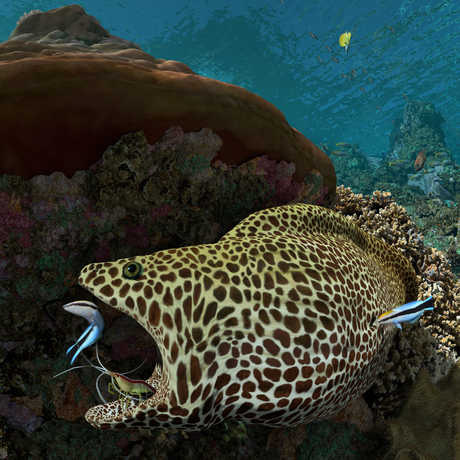 Expedition Reef calacademy morrison planetarium