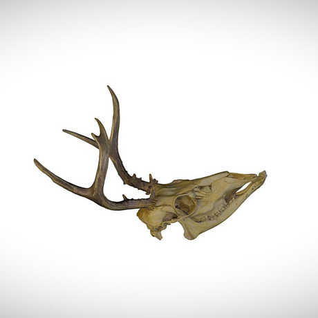 mule deer skull